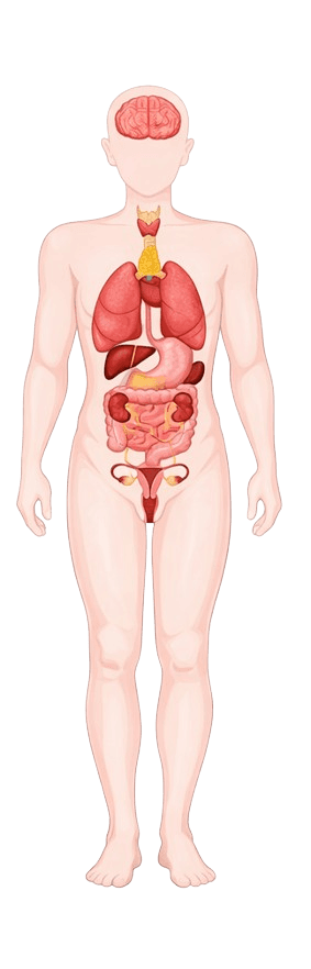 Human Body