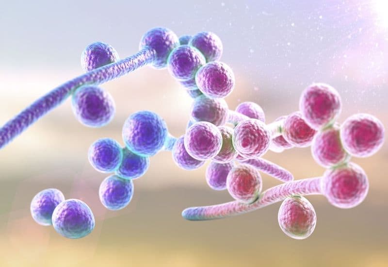 Nấm Candida: Dấu Hiệu, Nguyên Nhân Và Hướng Điều Trị Hiệu Quả