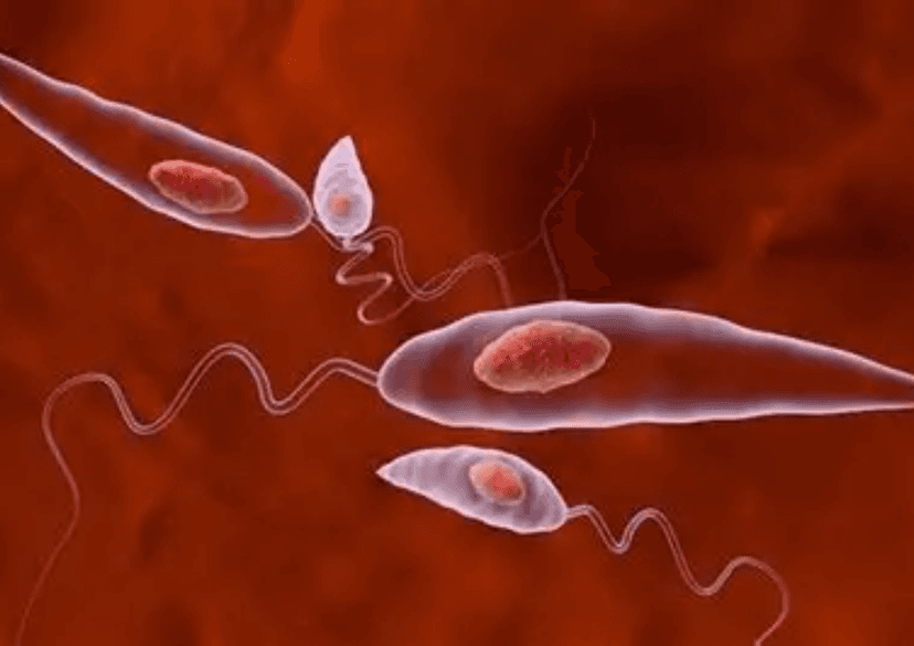 Bệnh Leishmania: Triệu Chứng, Nguyên Nhân và Cách Điều Trị