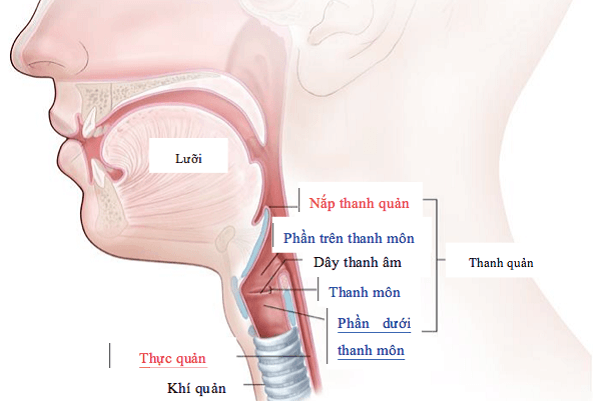 U nang dây thanh là gì? Dấu hiệu, nguyên nhân, chẩn đoán và cách điều trị