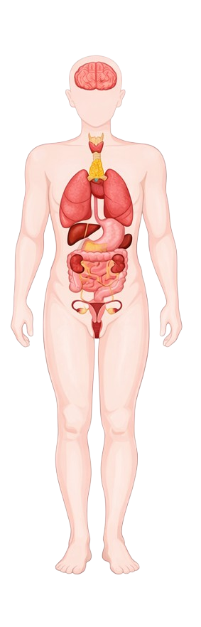 Human Body